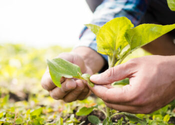 Paraná lança Banco Verde para impulsionar a economia ecológica