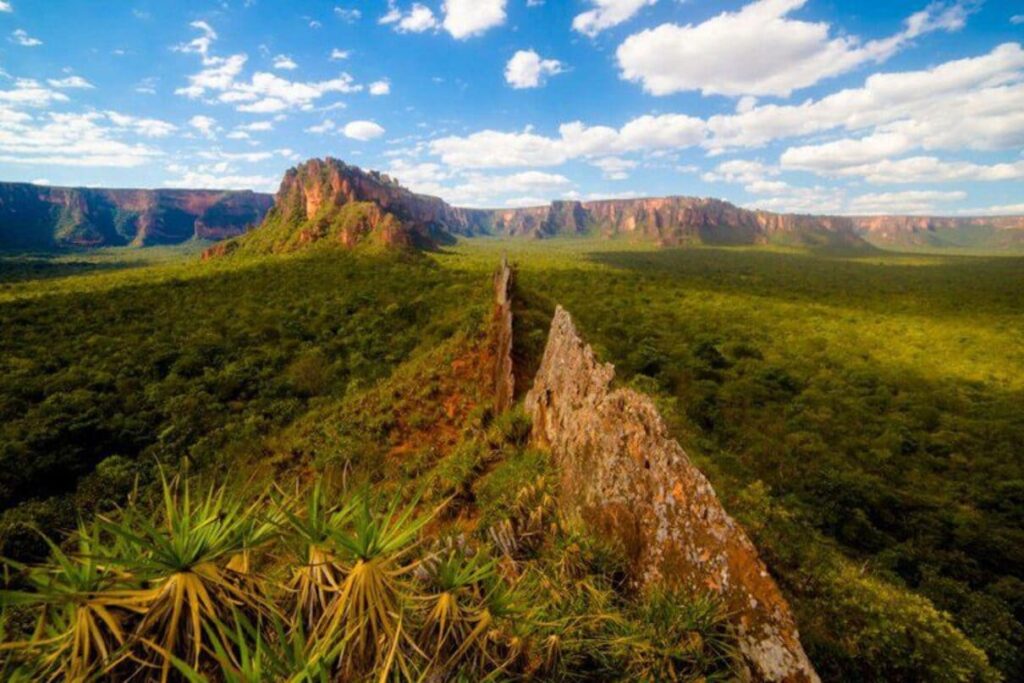 BNDES destina R$ 100 milhões para regenerar biomas brasileiros