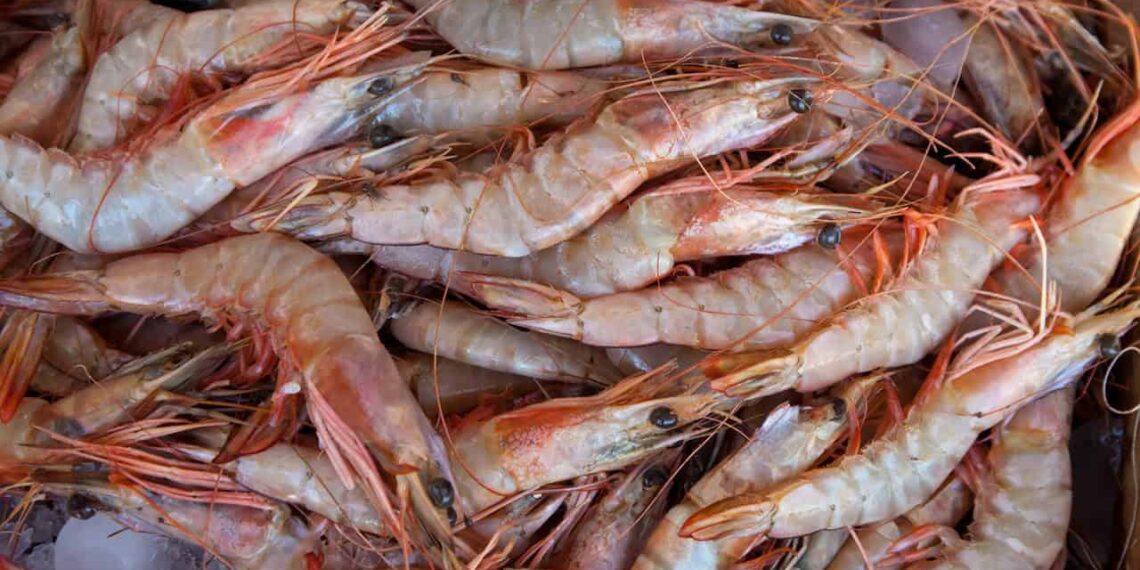 Casca de camarão vira aliada da produção de etanol sustentável
