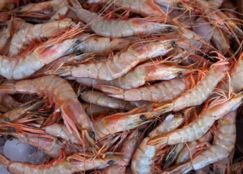 Casca de camarão vira aliada da produção de etanol sustentável