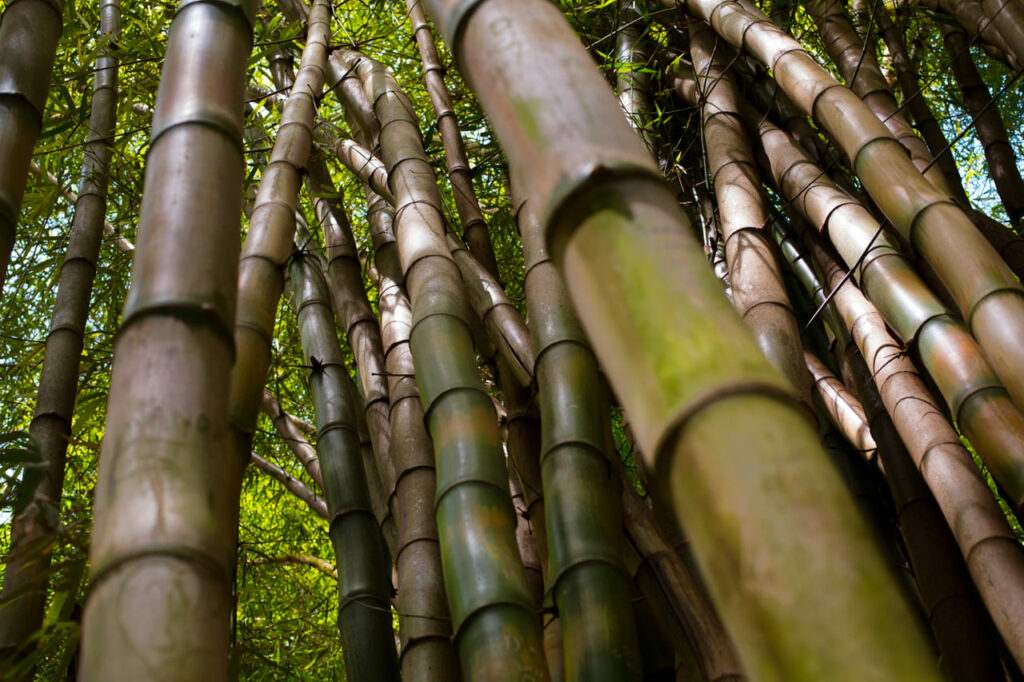O avanço da bioenergia no Brasil: cana-de-açúcar e inovação no centro da transição energética