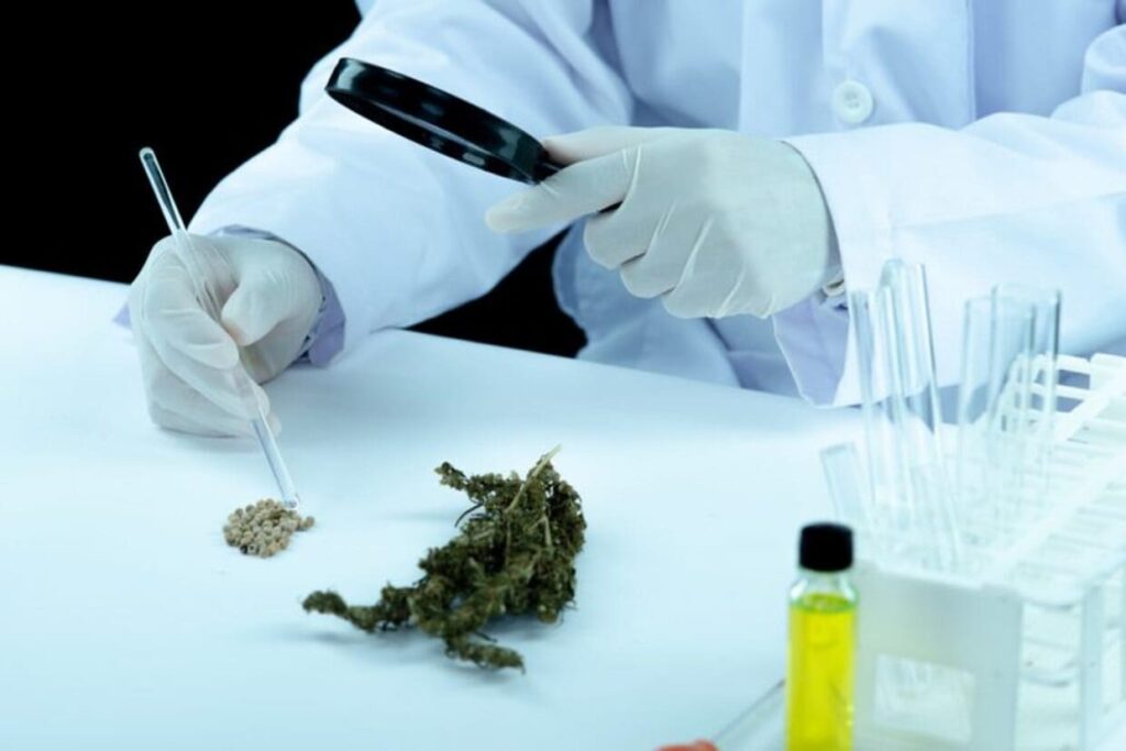 Embrapa avança em projeto para cannabis medicinal e cânhamo industrial no agronegócio