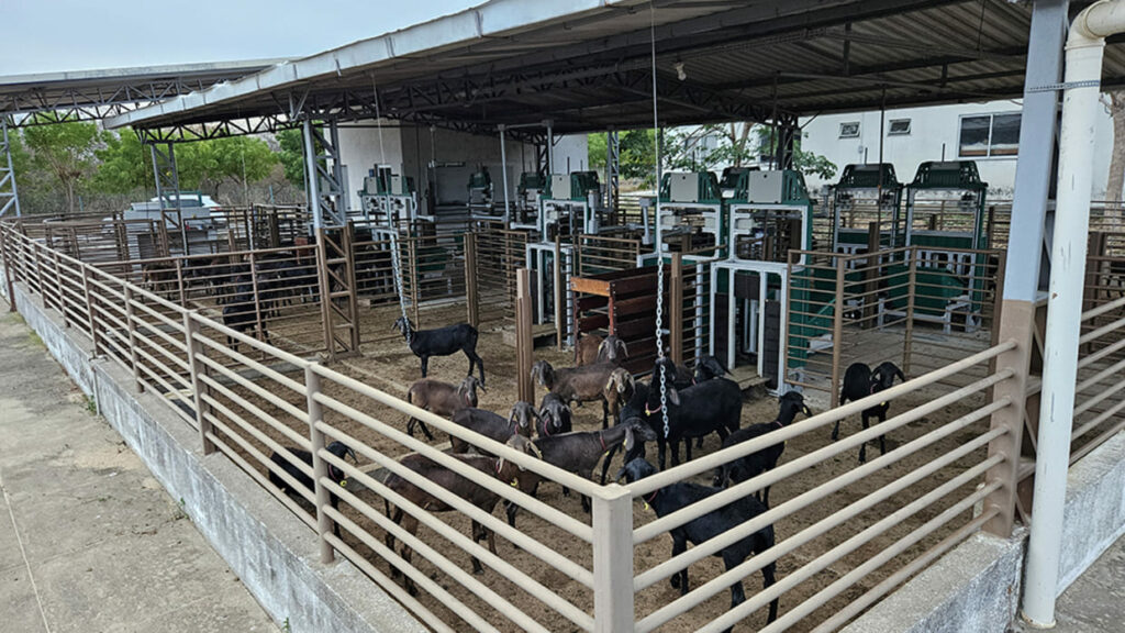 Criadores já podem testar reprodutores com eficiência alimentar na Embrapa