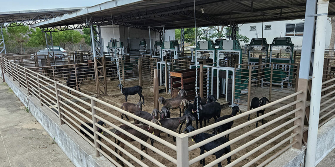 Foto: Olivardo Facó