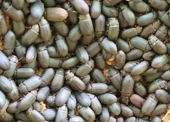Aplicativo com inteligência artificial promete revolucionar o controle do cascudinho na avicultura