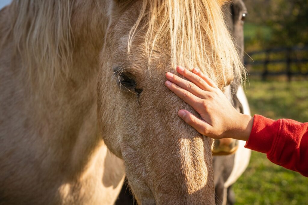 Cavalos com olhos de cores diferentes: conheça a heterocromia