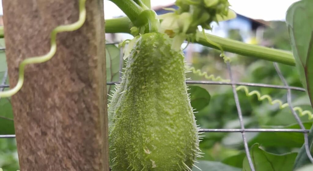Como plantar chuchu e garantir uma colheita saudável no seu quintal ou horta