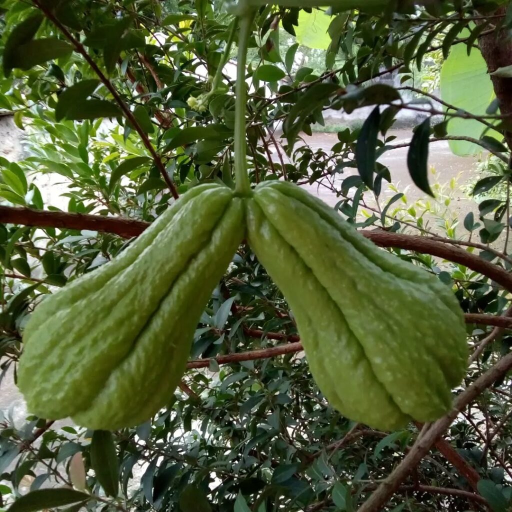 Como plantar chuchu e garantir uma colheita saudável no seu quintal ou horta