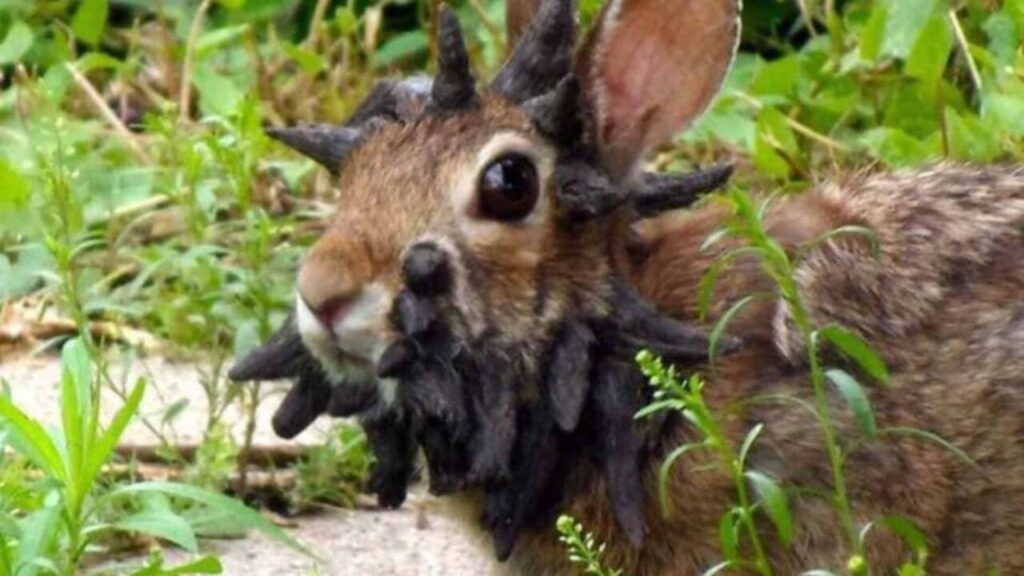 Coelhos com 'chifres' intrigan moradores no Colorado e viralizam como “mutantes”