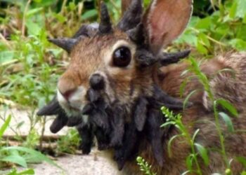 Coelhos com 'chifres' intrigan moradores no Colorado e viralizam como “mutantes”