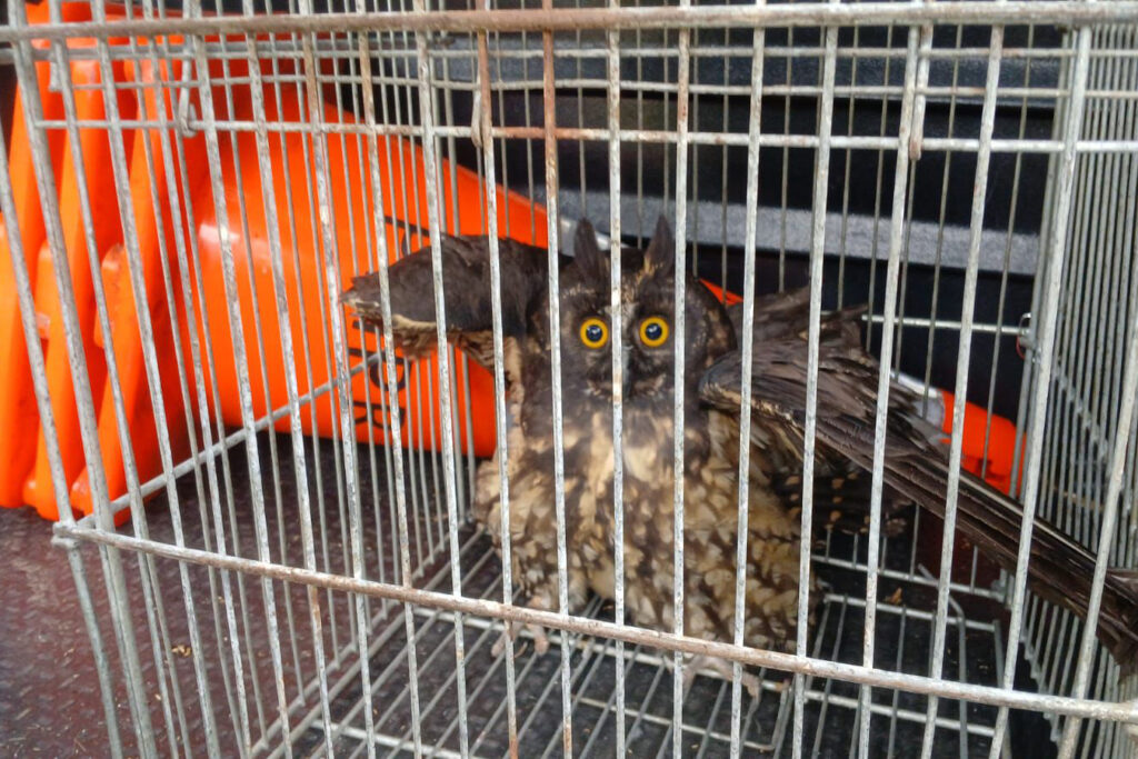 Coruja ameaçada ganha nova chance e é devolvida à natureza no litoral do Paraná