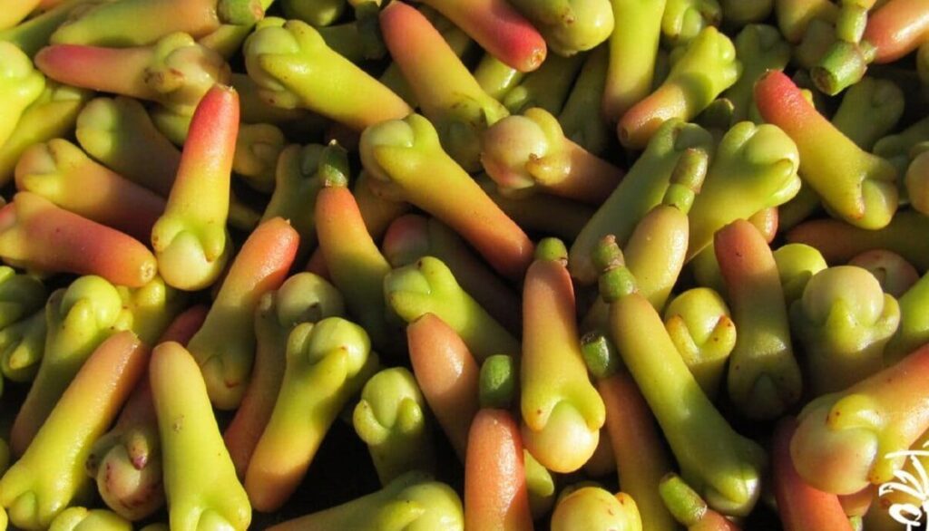 Aromática, medicinal e poderosa: conheça a planta que regula o açúcar no sangue e alivia problemas respiratórios