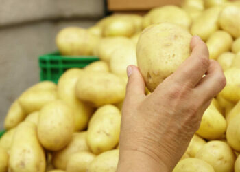 cropped-batata.jpg