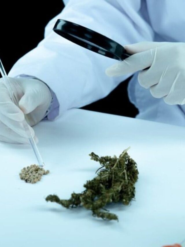 Brasil inicia era da cannabis agrícola com apoio da Embrapa