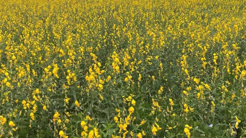 O lado tóxico da crotalária: uma ameaça invisível ao agronegócio brasileiro