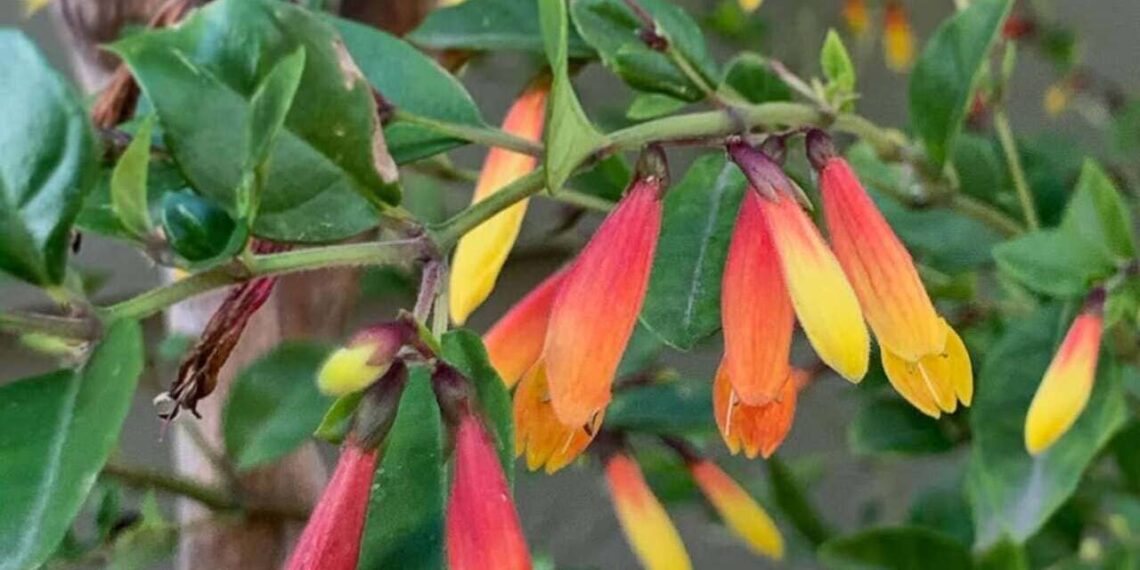 Imagem: clayinthegarden