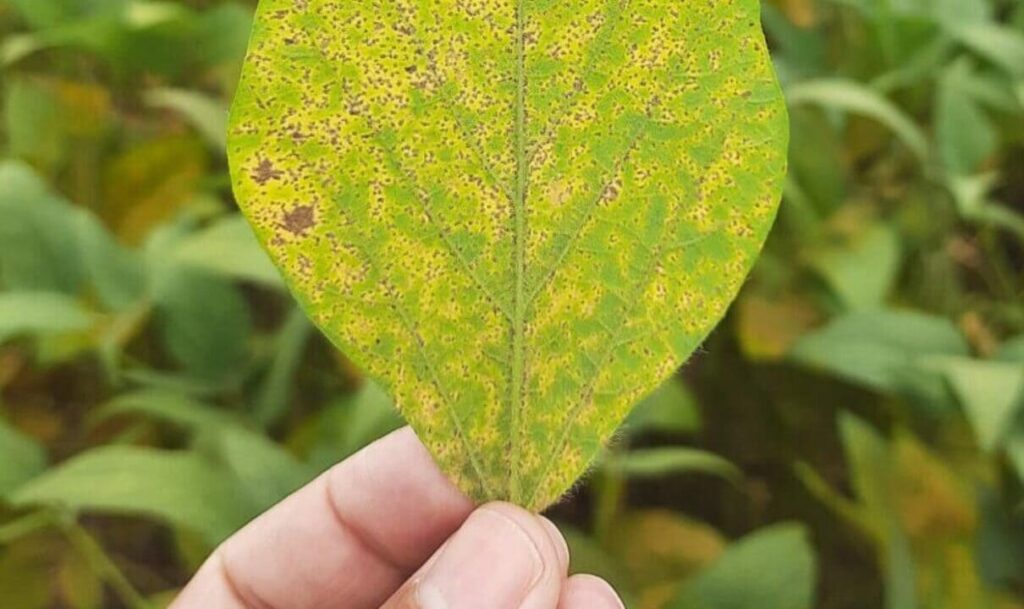 Estudantes da UFPel fortalecem o combate à ferrugem asiática na soja