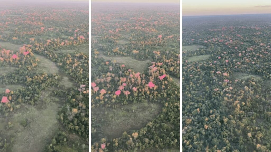 Pantanal é palco de espetáculo natural com a florada vibrante do ipê-roxo