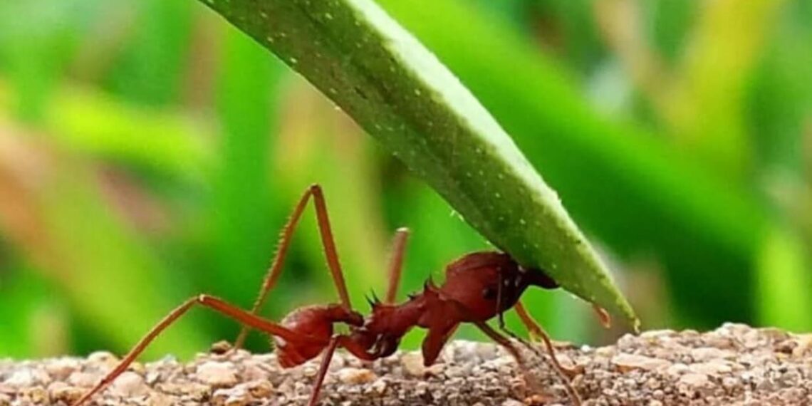 O ataque invisível da formiga-cortadeira e o impacto nas áreas de cultivo