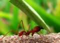 O ataque invisível da formiga-cortadeira e o impacto nas áreas de cultivo