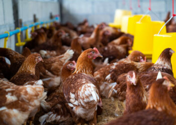 Brasil recupera mercados e retoma exportações de carne de aves