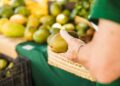 Exportação de frutas brasileiras sofre impacto com nova tarifa dos EUA