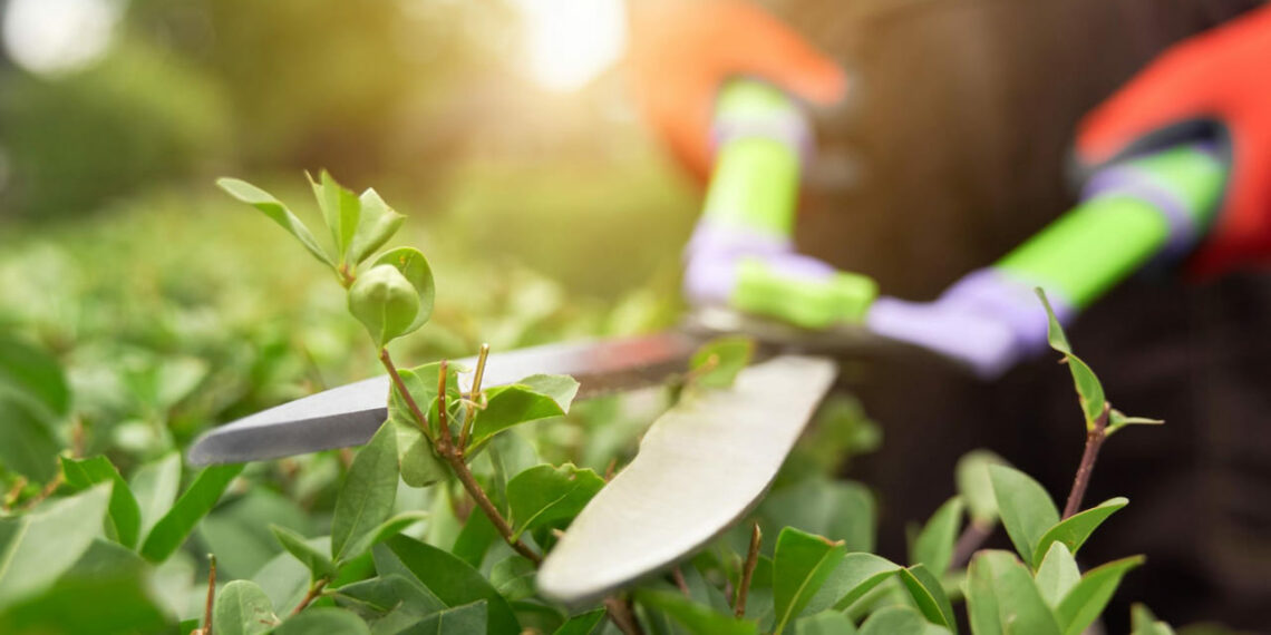 Primeiros passos na jardinagem: dicas essenciais para começar com o pé direito em 2025