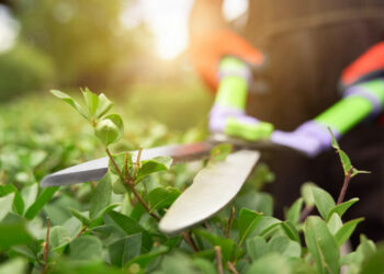 Primeiros passos na jardinagem: dicas essenciais para começar com o pé direito em 2025