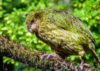 Kakapo: o papagaio que não voa e quase sumiu do mapa