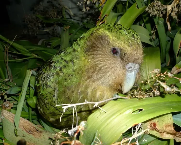 Kakapo: o papagaio que não voa e quase sumiu do mapa