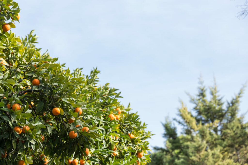 Rio Grande do Sul colhe bons resultados com frutas neste inverno