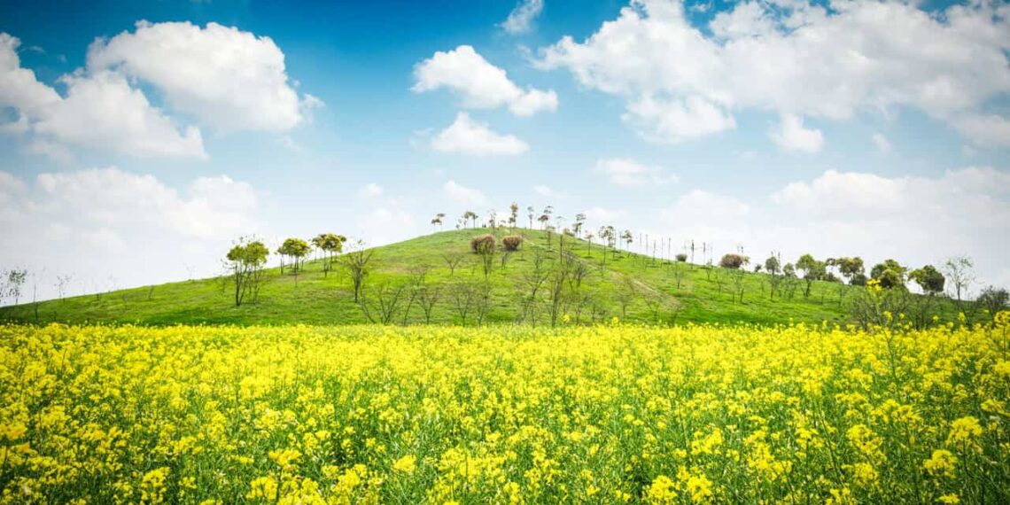 Clima favorece lavouras de canola no RS e impulsiona produção de mel com apicultura migratória