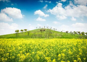 Clima favorece lavouras de canola no RS e impulsiona produção de mel com apicultura migratória