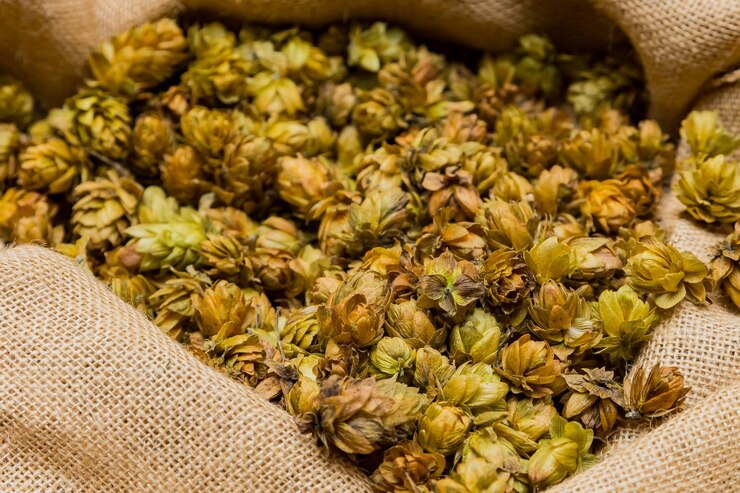 Muito além da cerveja: descubra o poder medicinal do lúpulo