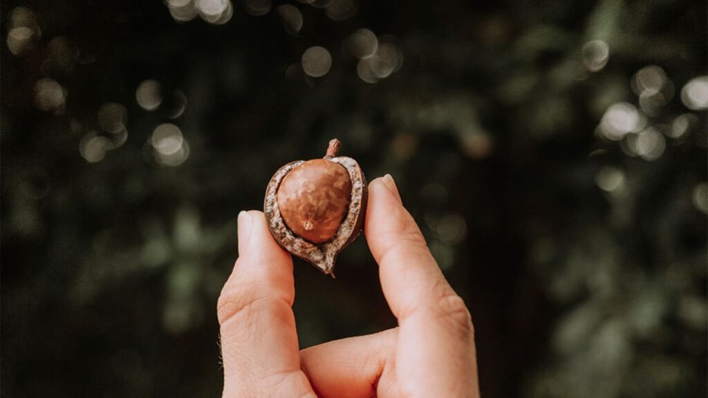 Tecnologia da Embrapa promete blindar produção nacional de macadâmia contra pragas