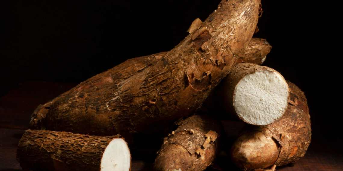 Como plantar mandioca e garantir uma produção de qualidade