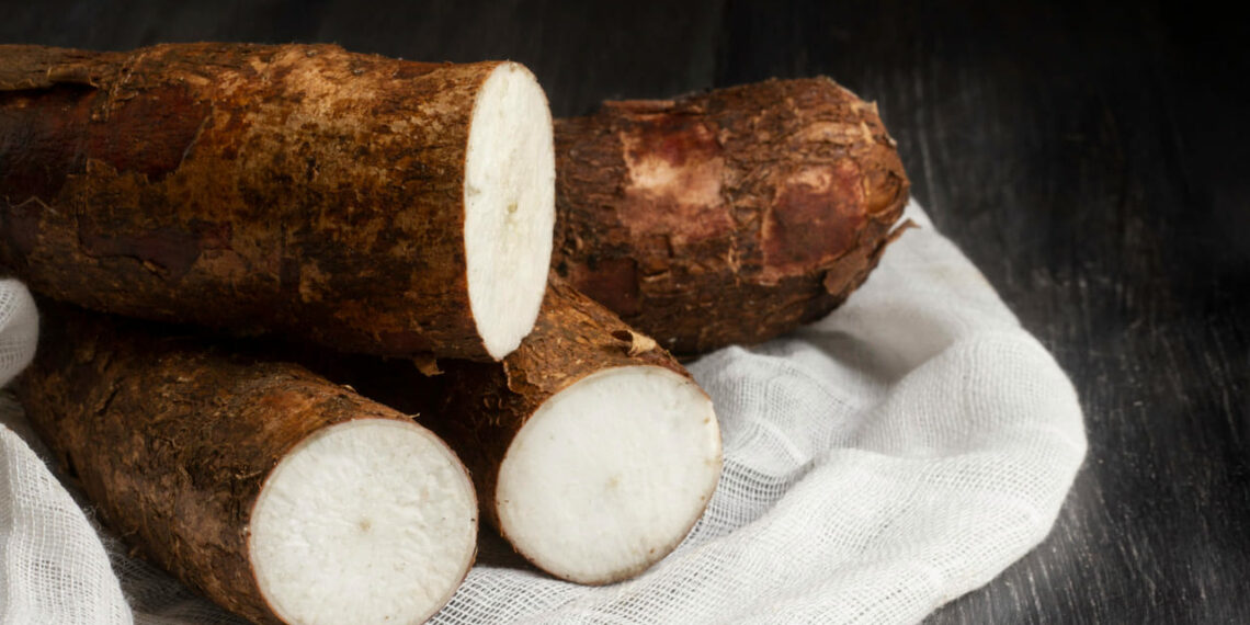 Preço da mandioca dispara com pouca oferta e clima desfavorável