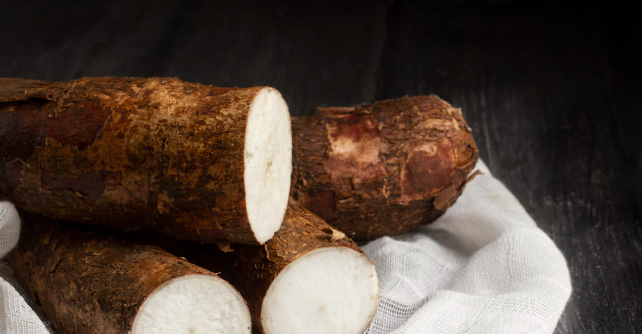 Embrapa e parceiros realizam capacitação sobre mudas de mandioca com sanidade e identidade genética