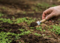 Preparo mínimo do solo: técnica que equilibra produtividade e conservação ambiental