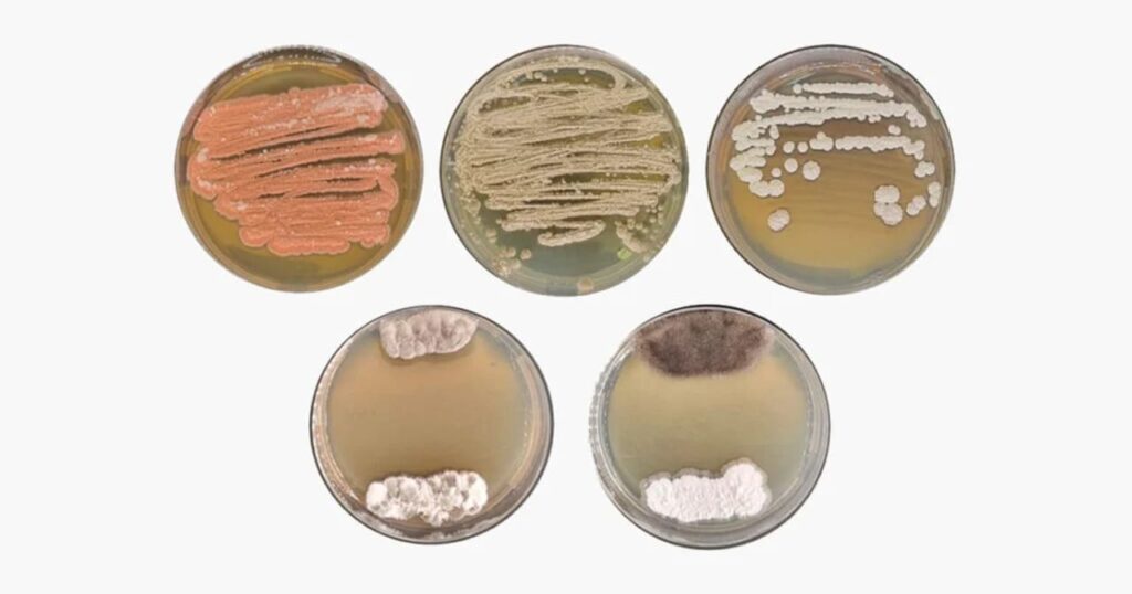 Microrganismos da Amazônia podem revolucionar agricultura e farmacologia