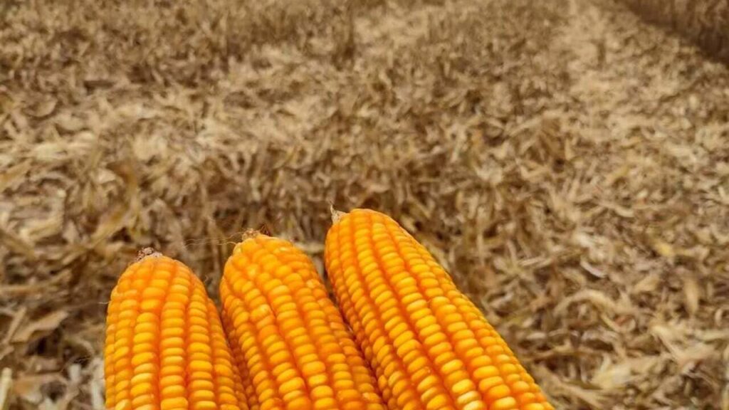 Colheita da safrinha de milho chega ao fim no Centro-Sul com clima favorável ao novo ciclo