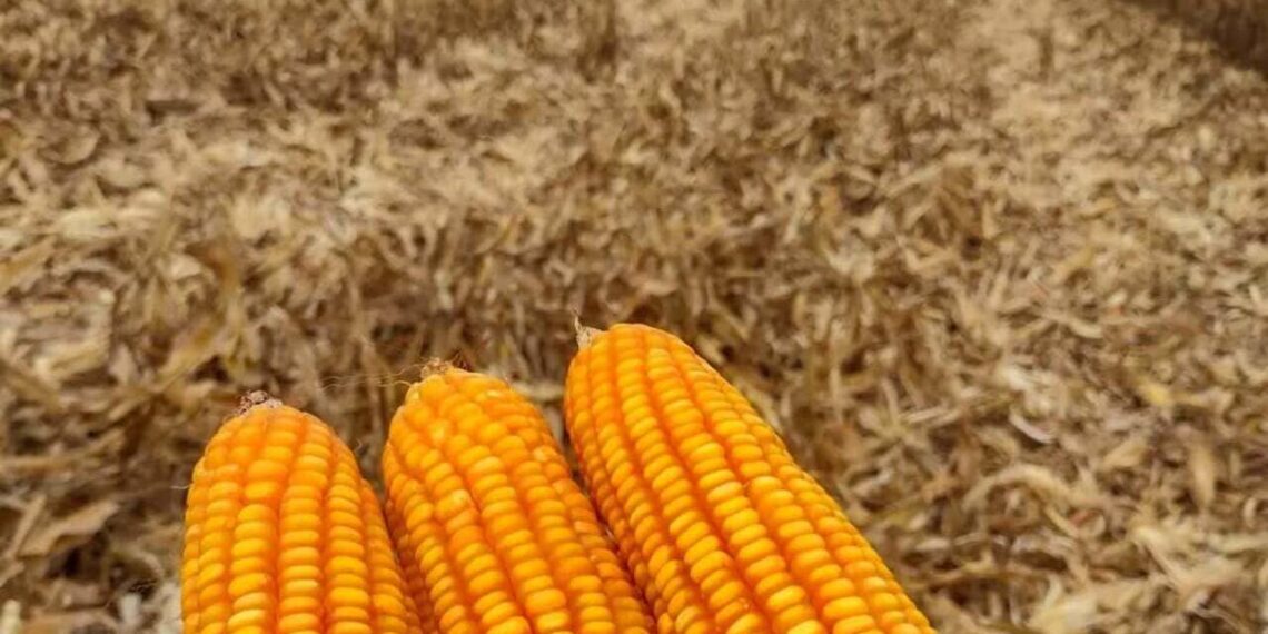 Foto: andreaugusto.agro