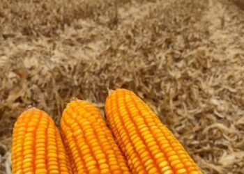 Foto: andreaugusto.agro