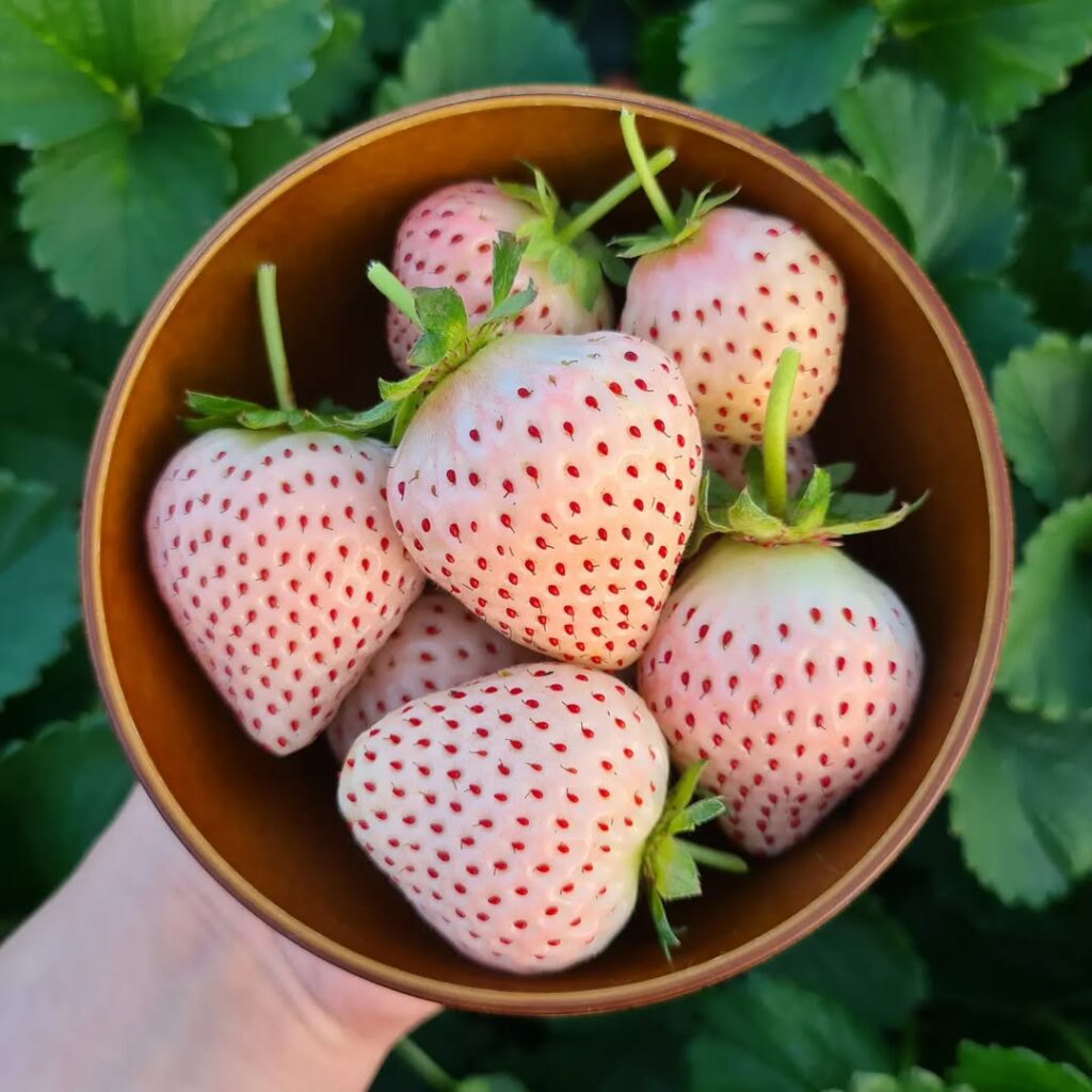Morango branco: beleza, raridade e sabor tropical em um só fruto