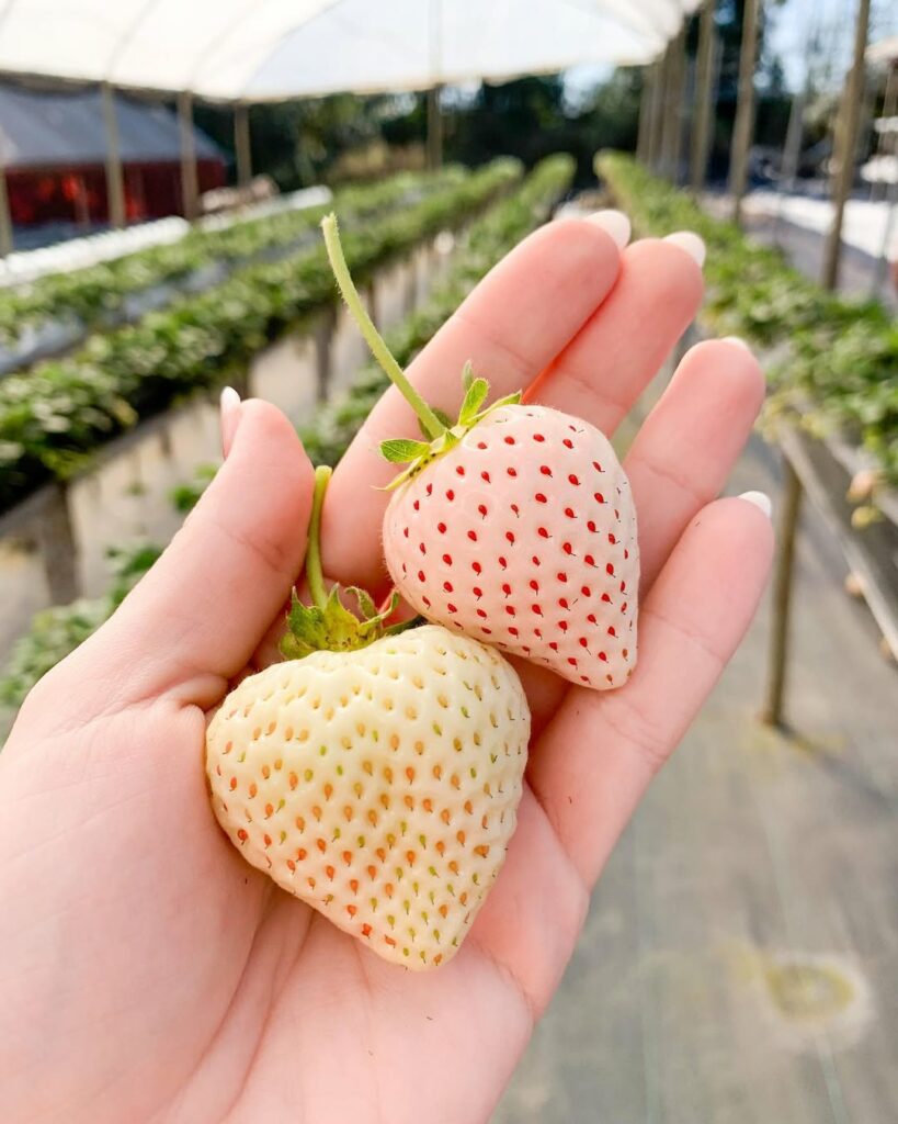 Morango branco: beleza, raridade e sabor tropical em um só fruto