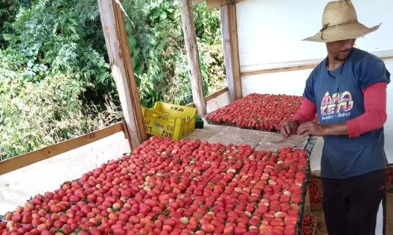 Sul de Minas se destaca como berço dos melhores morangos do Brasil