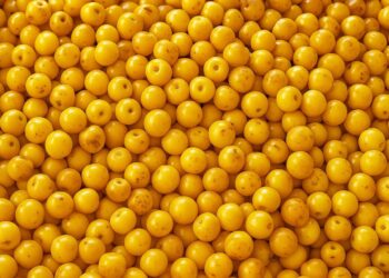 Murici: a fruta brasileira que supera a banana em proteínas e é campeã em vitamina C