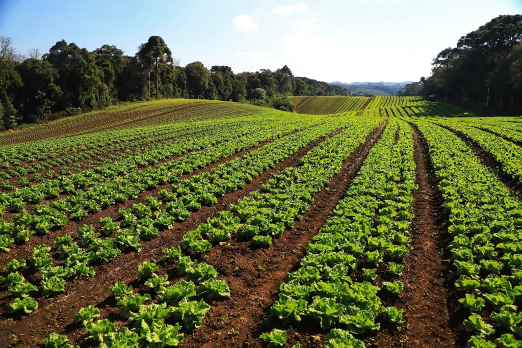 Paraná Mais Orgânico impulsiona recorde e garante liderança nacional em certificações