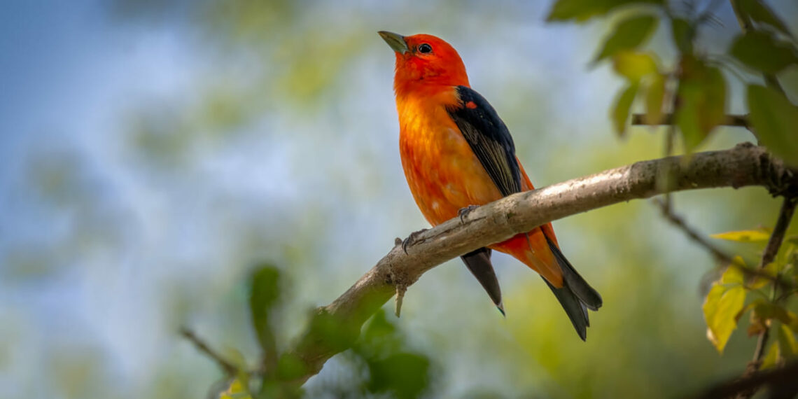 Brasil vai exportar aves vivas aos Emirados Árabes pela primeira vez