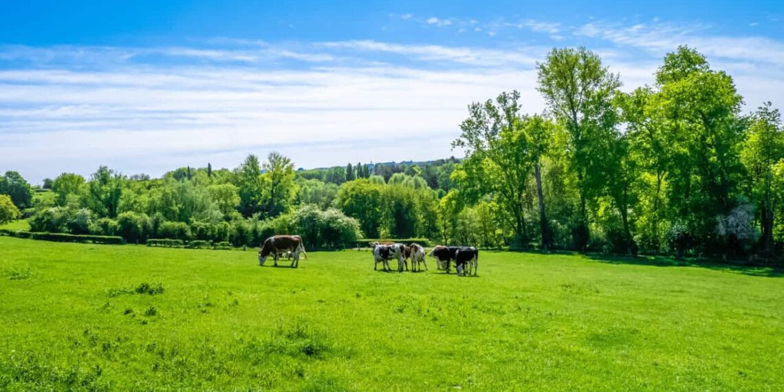 Pasto ideal para gado e cavalo: como escolher o capim certo?